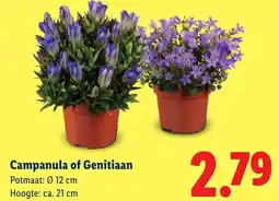 Lidl Campanula of Genitiaan aanbieding