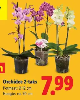 Lidl Orchidee 2-taks aanbieding