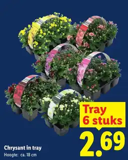Lidl Chrysant in tray aanbieding