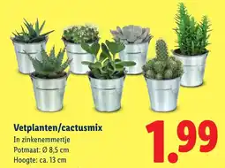 Lidl Vetplanten/cactusmix aanbieding