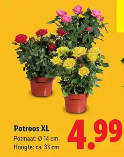 Lidl Potroos XL aanbieding
