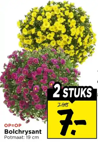 Vomar Voordeelmarkt Bolchrysant aanbieding