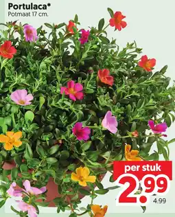 Dekamarkt Portulaca* aanbieding