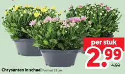 Dekamarkt Chrysanten in schaal aanbieding
