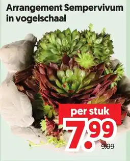 Dekamarkt Arrangement Sempervivum aanbieding