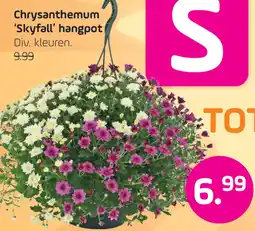 Coppelmans Chrysanthemum ‘Skyfall' hangpot aanbieding