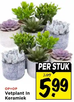 Vomar Voordeelmarkt Vetplant In Keramiek aanbieding