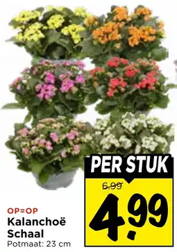 Vomar Voordeelmarkt Kalanchoë Schaal aanbieding