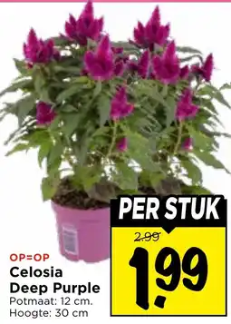 Vomar Voordeelmarkt Celosia Deep Purple aanbieding