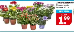 Hoogvliet Zomerbloeier mix aanbieding