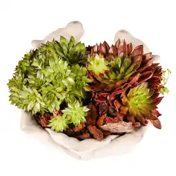 Dekamarkt DekaMarkt Arragement sempervivum vogelschaal aanbieding