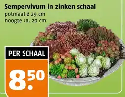 Poiesz Sempervivum in zinken schaal aanbieding