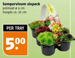 Poiesz Sempervivum sixpack aanbieding