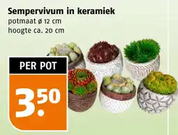 Poiesz Sempervivum in keramiek aanbieding