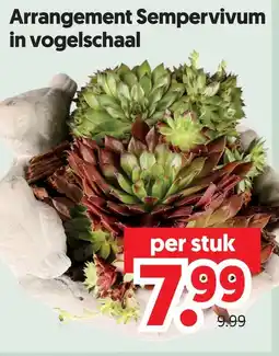 Dekamarkt Arrangement Sempervivum in vogelschaal aanbieding