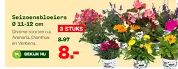 Welkoop Seizoensbloeiers 11-12 cm aanbieding