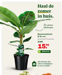 Welkoop Bananenplant Ø 21 cm aanbieding