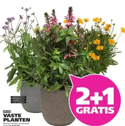 Ranzijn VASTE PLANTEN aanbieding