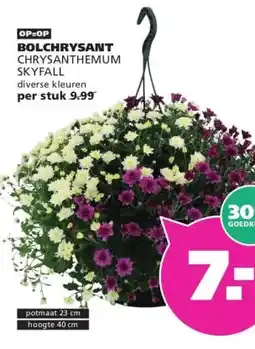 Ranzijn BOLCHRYSANT aanbieding