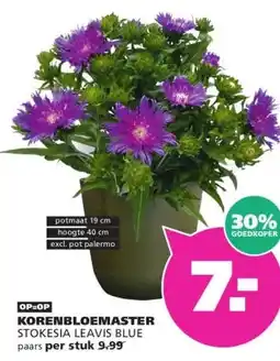 Ranzijn KORENBLOEMASTER aanbieding