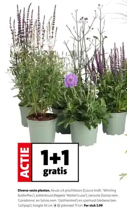 Intratuin Diverse vaste planten. aanbieding