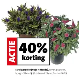 Intratuin Struikveronica (Hebe Addenda). aanbieding