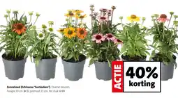 Intratuin Zonnehoed (Echinacea 'SunSeekers'). aanbieding