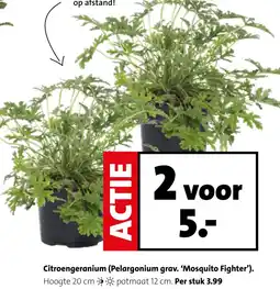 Intratuin Citroengeranium (Pelargonium grav. 'Mosquito Fighter'). aanbieding