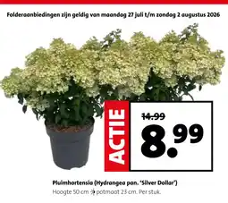 Intratuin Pluimhortensia (Hydrangea pan. 'Silver Dollar') aanbieding