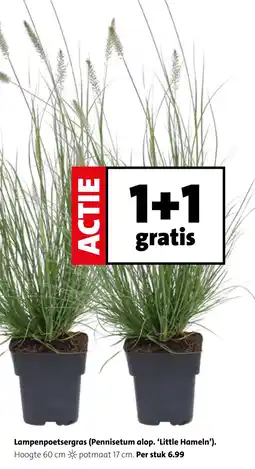 Intratuin Lampenpoetsergras (Pennisetum alop. 'Little Hameln'). aanbieding