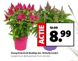 Intratuin Dwergvlinderstruik (Buddleja dav. 'Butterfly Candy'). aanbieding