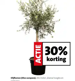 Intratuin Olijfbomen (Olea europaea). aanbieding