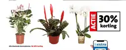 Intratuin Alle bloeiende kamerplanten. aanbieding