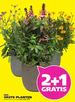 Ranzijn Vaste planten aanbieding