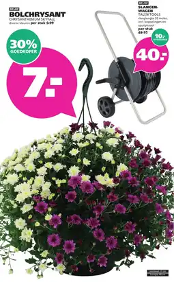 Ranzijn BOLCHRYSSANT aanbieding