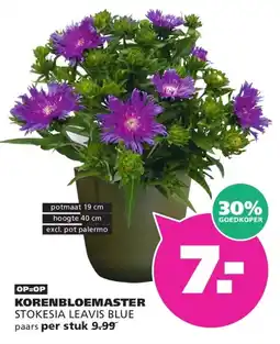 Ranzijn korenbloemaster stokesia leavis blue aanbieding