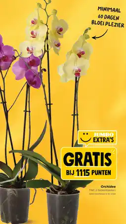 Jumbo Orchidee aanbieding
