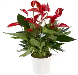 Intratuin Flamingoplant (Anthurium andreanum 'Banderola Roja') D17 H 55 cm aanbieding