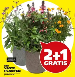 Tuinland Vaste planten aanbieding