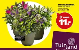Tuinland Tuinland Struikveronica Hebe Addenda aanbieding