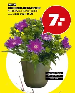 Tuinland korenbloemaster stokesia leavis blue aanbieding