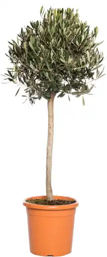 Intratuin Olijfboom (Olea europaea) D 22 H 100 cm aanbieding