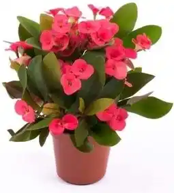 Intratuin Christusdoorn (Euphorbia milii 'Red') D 6 H 15 cm aanbieding