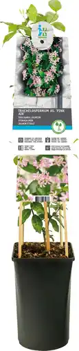 Intratuin Aziatische jasmijn (Trachelospermum asiaticum 'Pink Air') D 17 H 75 cm aanbieding