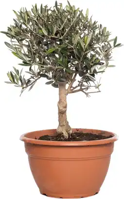 Intratuin Olijfboom (Olea europaea) D 25 H 40 cm aanbieding