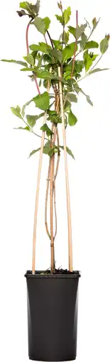 Intratuin Kamperfoelie (Lonicera periclymenum) D 16 H 75 cm aanbieding