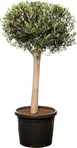 Intratuin Olijfboom (Olea europaea) D 34 H 120 cm aanbieding