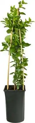 Intratuin Vuurdoorn (Pyracantha 'Mohave') D 16 H 75 cm aanbieding