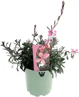 Intratuin Lindheimers prachtkaars (Gaura lindheimeri 'Siskiyou Pink') D 17 H 45 cm aanbieding