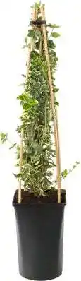 Intratuin Kardinaalsmuts (Euonymus fortunei 'Emerald Gaiety') D 16 H 75 cm aanbieding